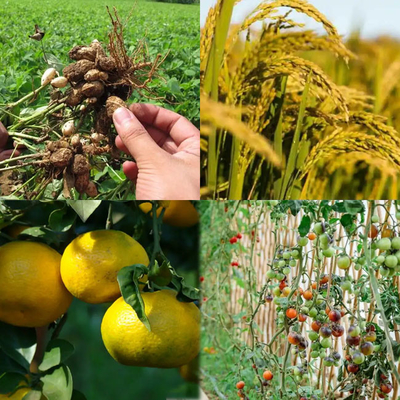 H2KO4P 25KG/BAG Fosfato di potassio mono in polvere bianca per fertilizzante